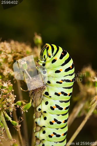 Image of Caterpillar