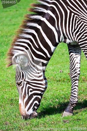 Image of Zebra