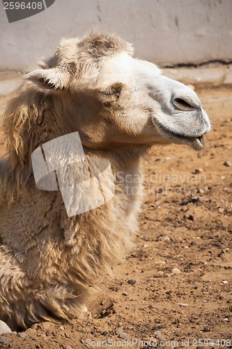 Image of Camel