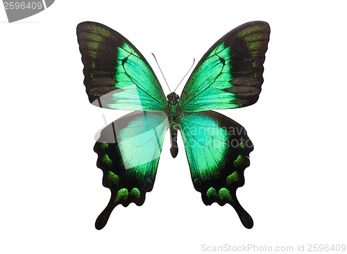 Image of Butterfly Papilio Palinurus