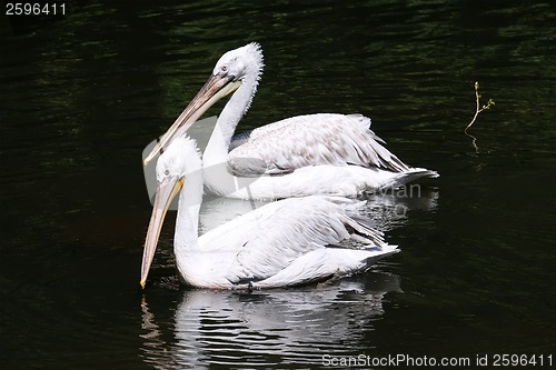 Image of Pelicans