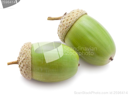Image of Acorn