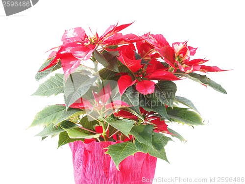 Image of Poinsettia