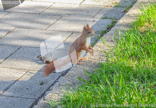 Image of Squirrel