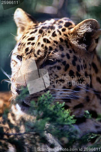 Image of Leopard