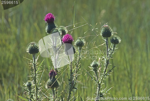 Image of Thistle