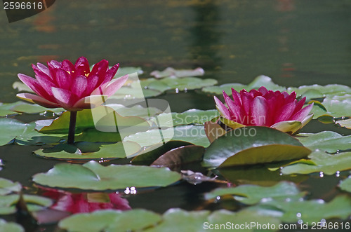 Image of Water Lily