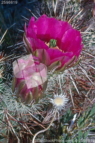 Image of Cactus flower