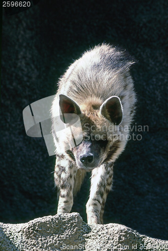 Image of Hyena