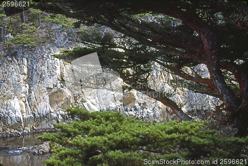 Image of Point Lobos, California