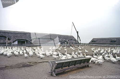 Image of Goose Farm