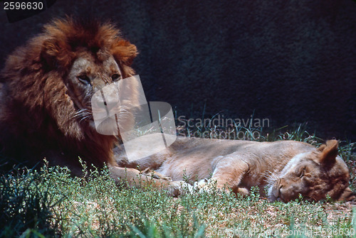 Image of Lions