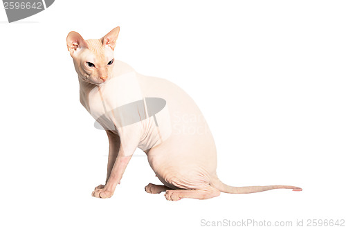 Image of Don Sphinx (DONSPHINX) cat. Isolated on white background. 