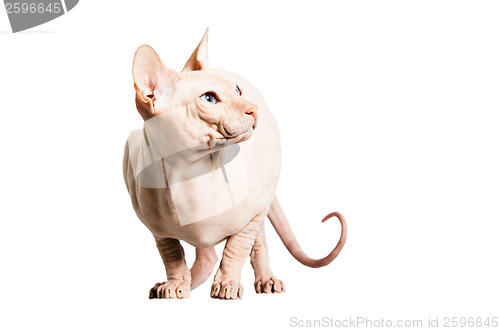 Image of Don Sphinx (DONSPHINX) cat. Isolated on white background. 