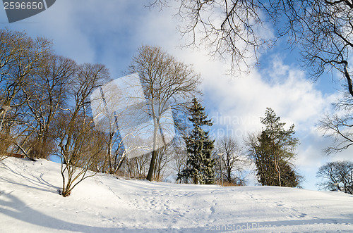 Image of Winter landscape in the park. Sunny Day
