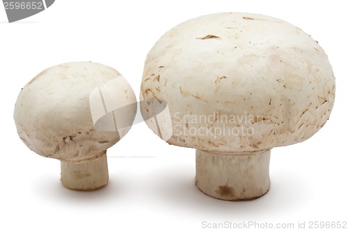 Image of Champignon mushrooms