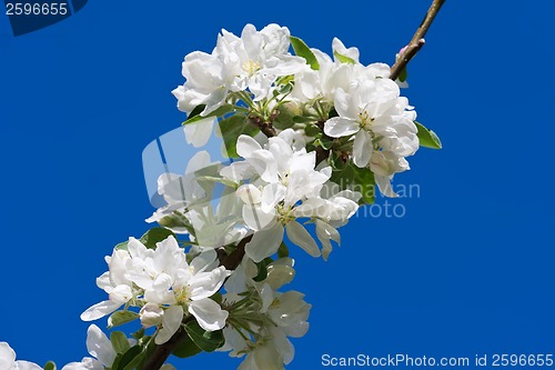 Image of Apple flowers