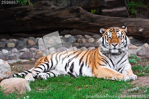 Image of Tiger