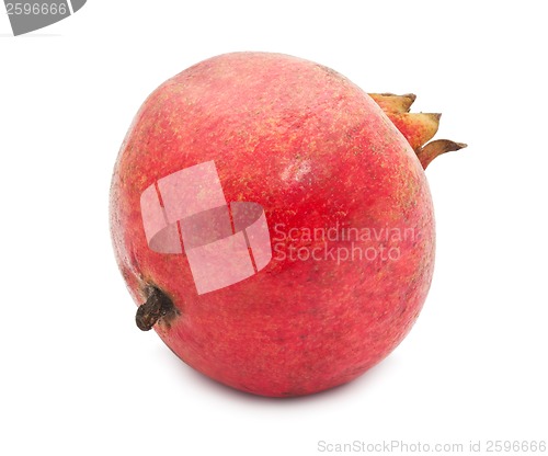 Image of Pomegranate