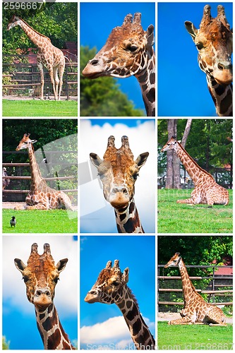 Image of Giraffe