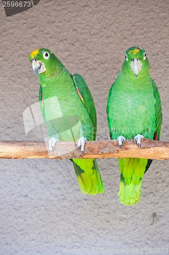 Image of Parrots