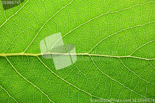 Image of Green leaf