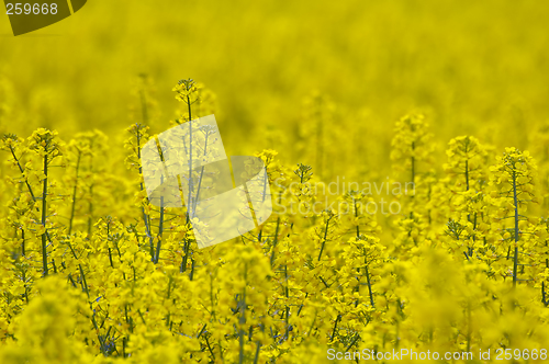 Image of Rape field