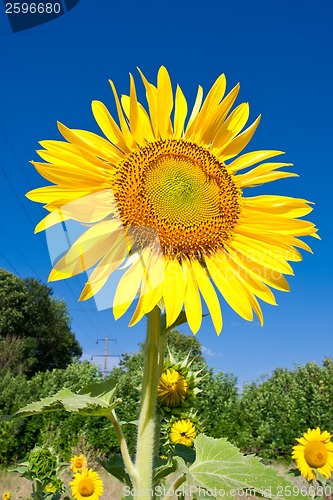 Image of Sunflower