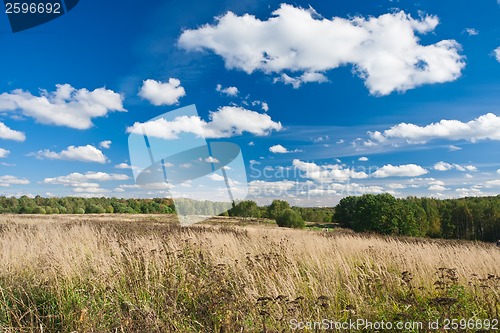 Image of Meadow