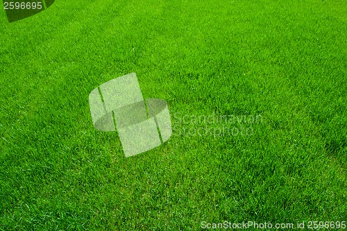 Image of Green grass