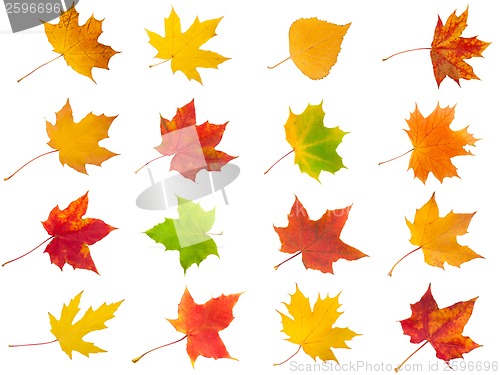 Image of Maple leaves