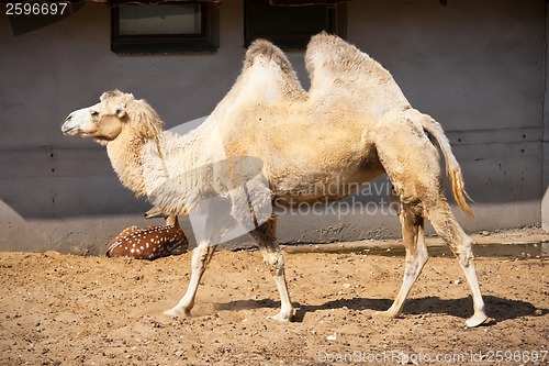 Image of Camel