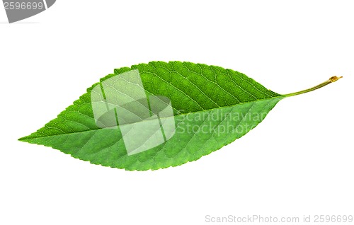 Image of Green leaf