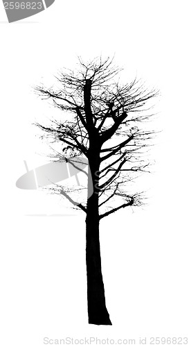 Image of Dead Tree