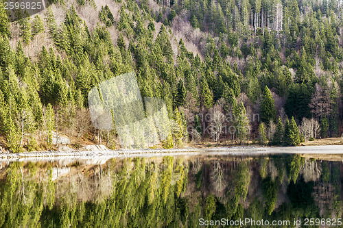 Image of Trees at lakeside