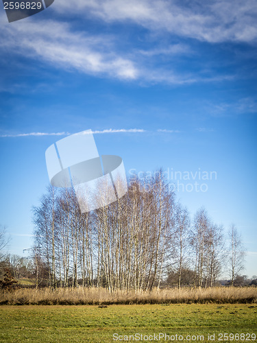 Image of birches with cloudscape