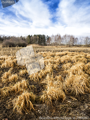 Image of Grassland