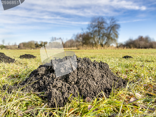 Image of Molehill