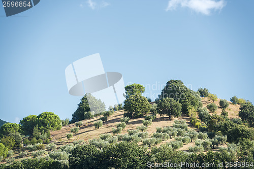 Image of Hill with olive trees