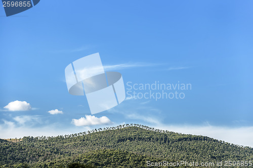 Image of Wooded hill Tuscany