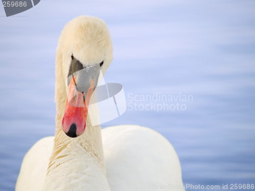 Image of Swan