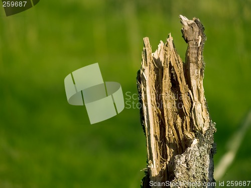 Image of Broken Tree