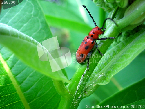 Image of Red Beetle