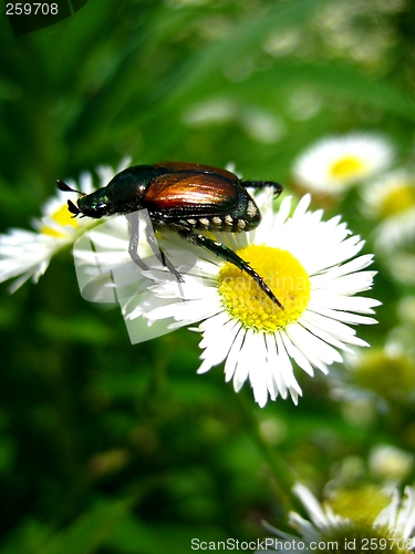 Image of Bug on Daisy