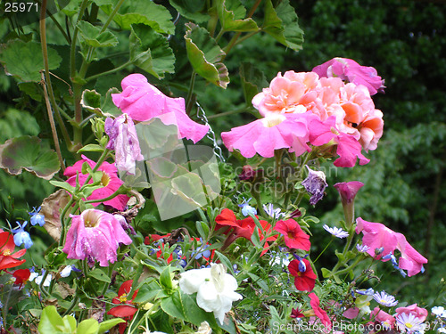 Image of Coloured Flowers