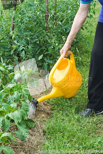 Image of Watering