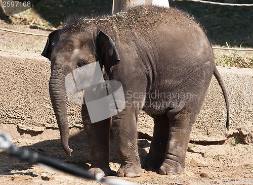 Image of Elephant