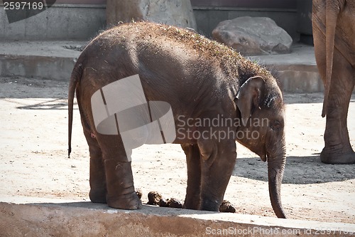 Image of Elephant