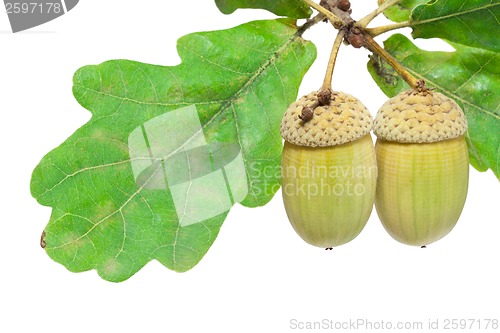 Image of Acorn