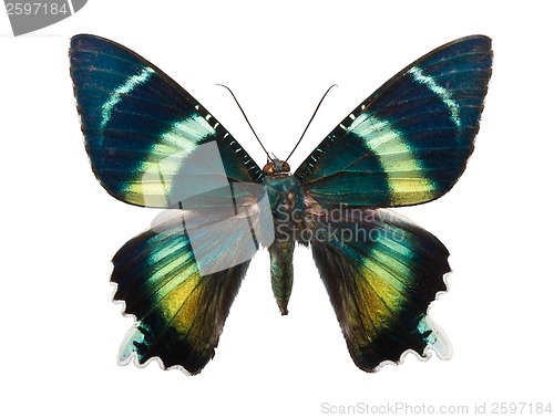 Image of Butterfly Alcides argathyrsus